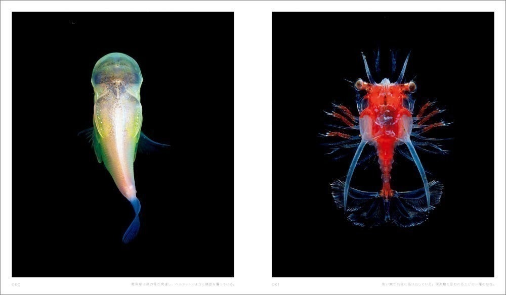 その姿はまるでヤマタノオロチ（八岐大蛇）世界中の生物学者を悩ませた