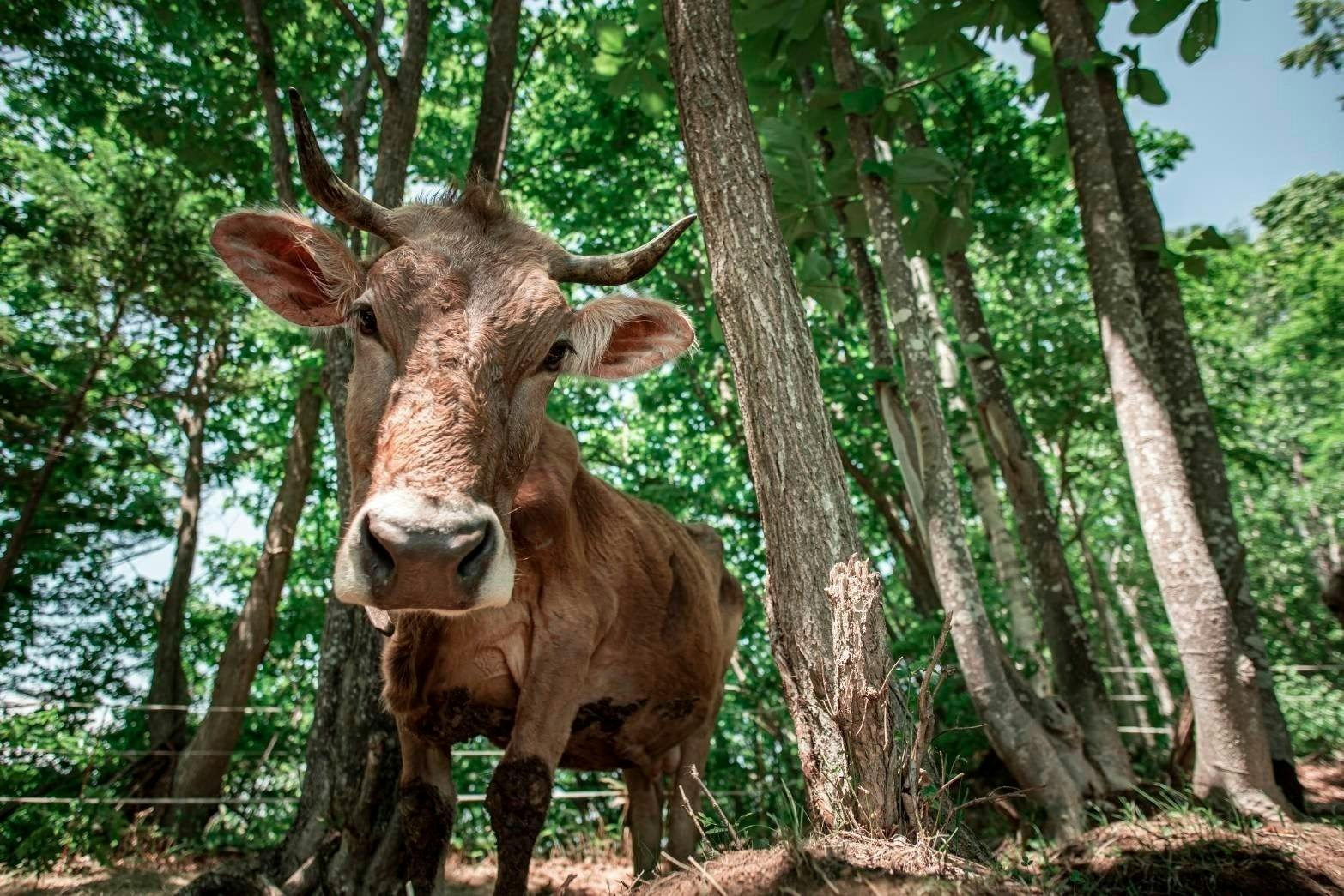 森林放牧と草だけで育ったブラウンスイス牛のお肉を食べてください！ - CAMPFIRE (キャンプファイヤー)