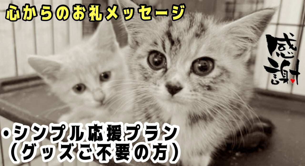 ウクライナ危機 コロナ禍から全国の猫を守りたい 保護猫施設増設 ご支援のお願い Campfire キャンプファイヤー