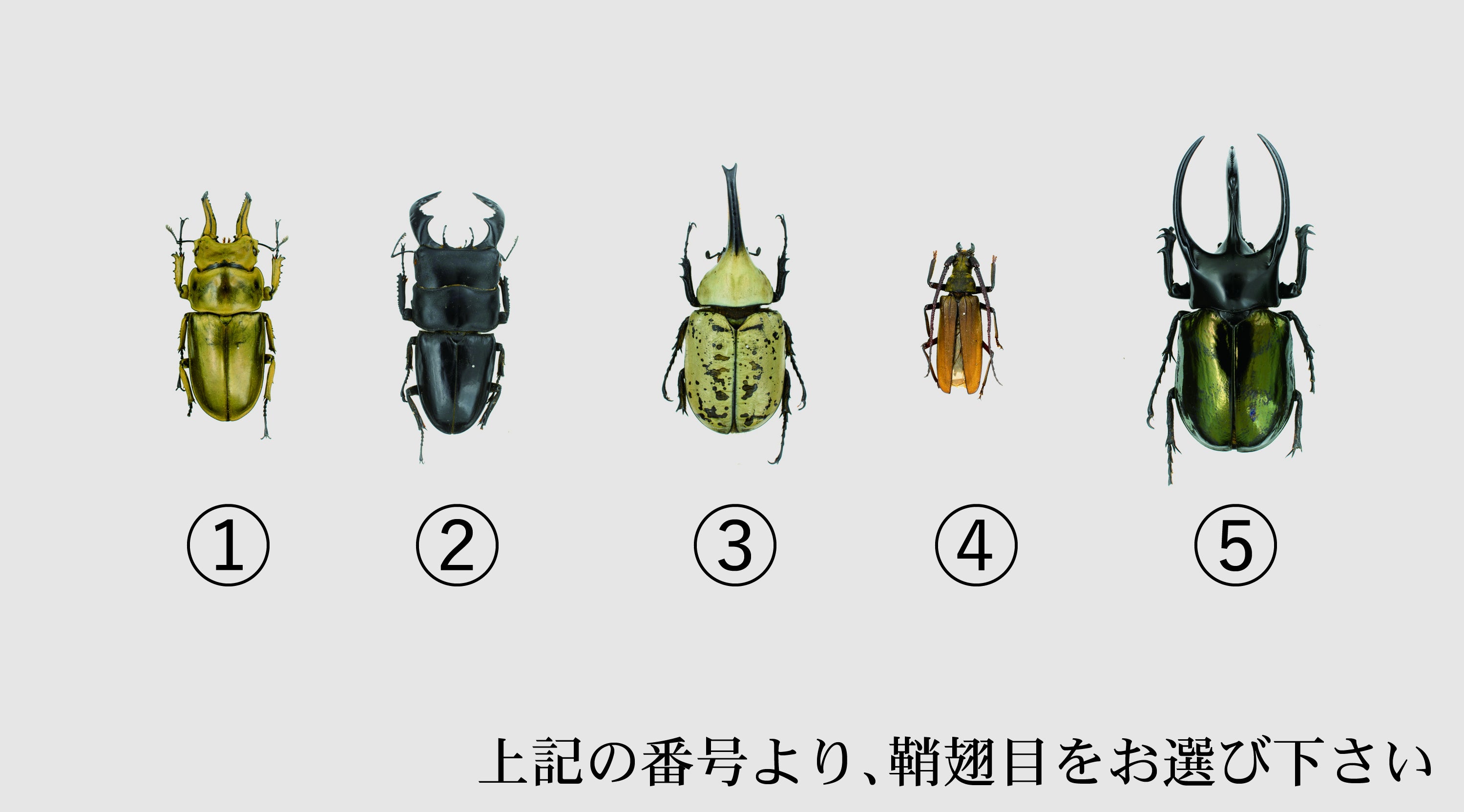 行き場のない昆虫標本659体を集めた「昆虫図鑑」を作ります