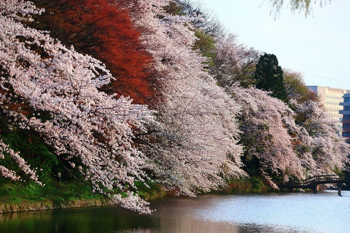 【高岡市】桜100選「高岡古城公園」の傷んだ桜の木を植え替え、次世代につなぎたい