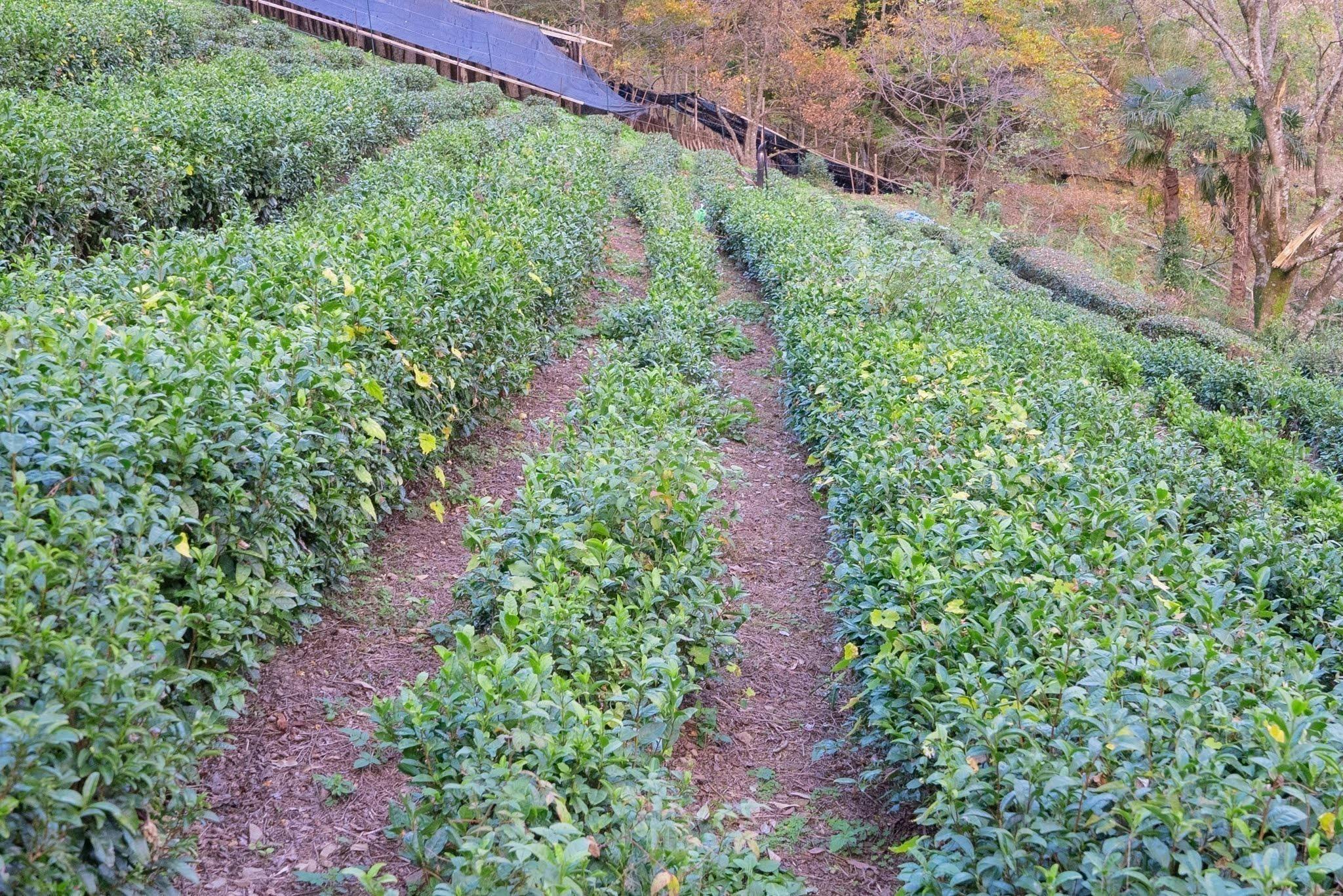 「飲めば飲むほど、山と村を美しくする山茶」日本三大秘境、椎葉村産の釜炒り茶