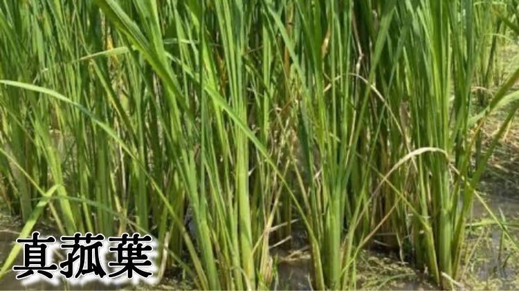 神宿る草「真菰まこも」を耕作放棄地で育て沢山の方と繋がり心身