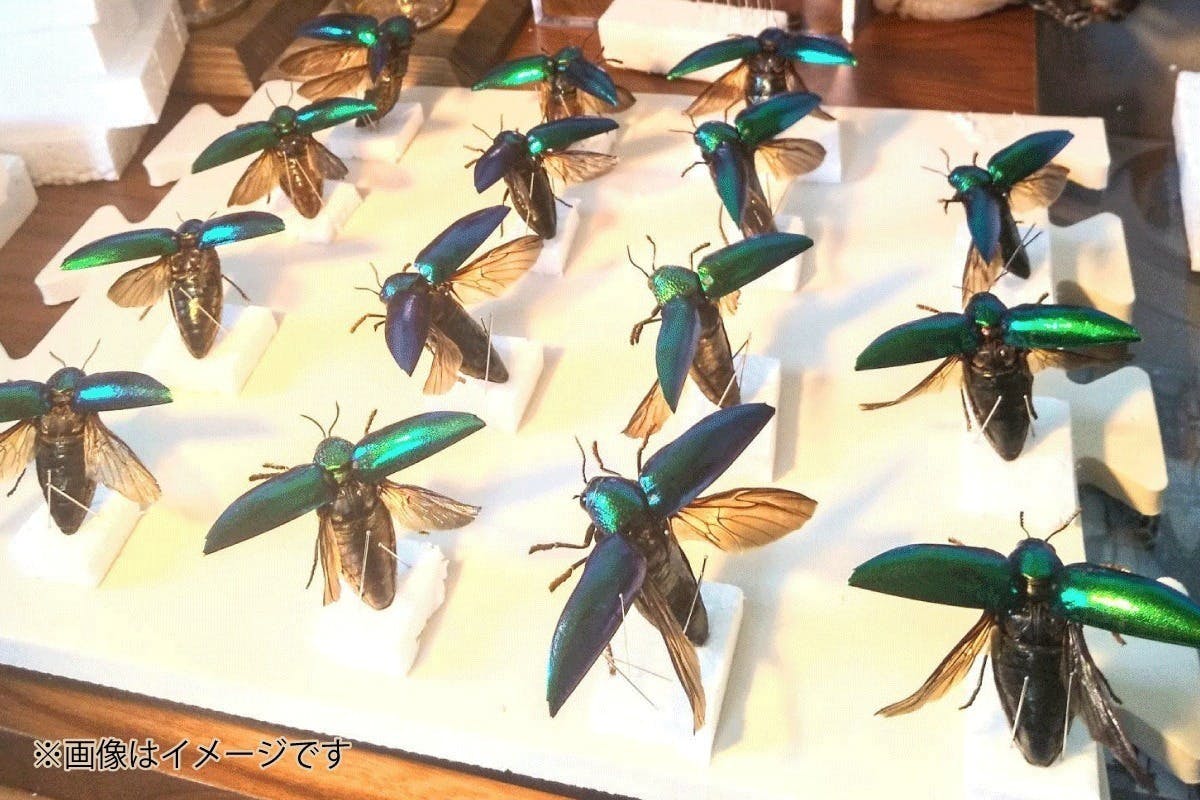 世界最大のフタオチョウ　ヨコヅナフタオチョウ♀ 蝶標本　インテリア　コレクション昆虫用品