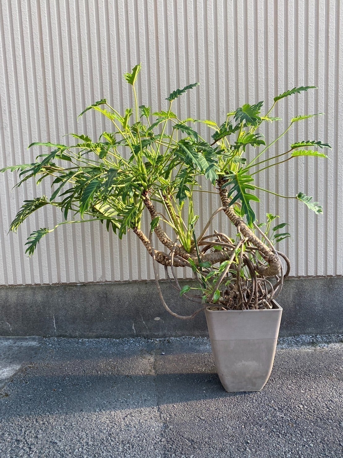リターン画像