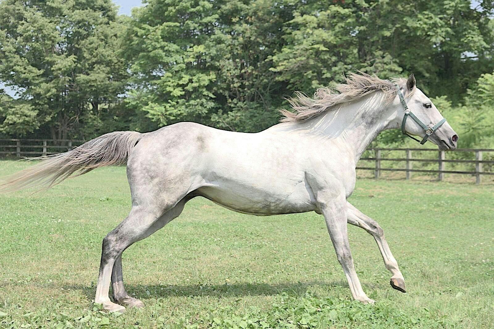 ドリームホース・ファンクラブ〜大好きな国産名馬の血統を種牡馬として