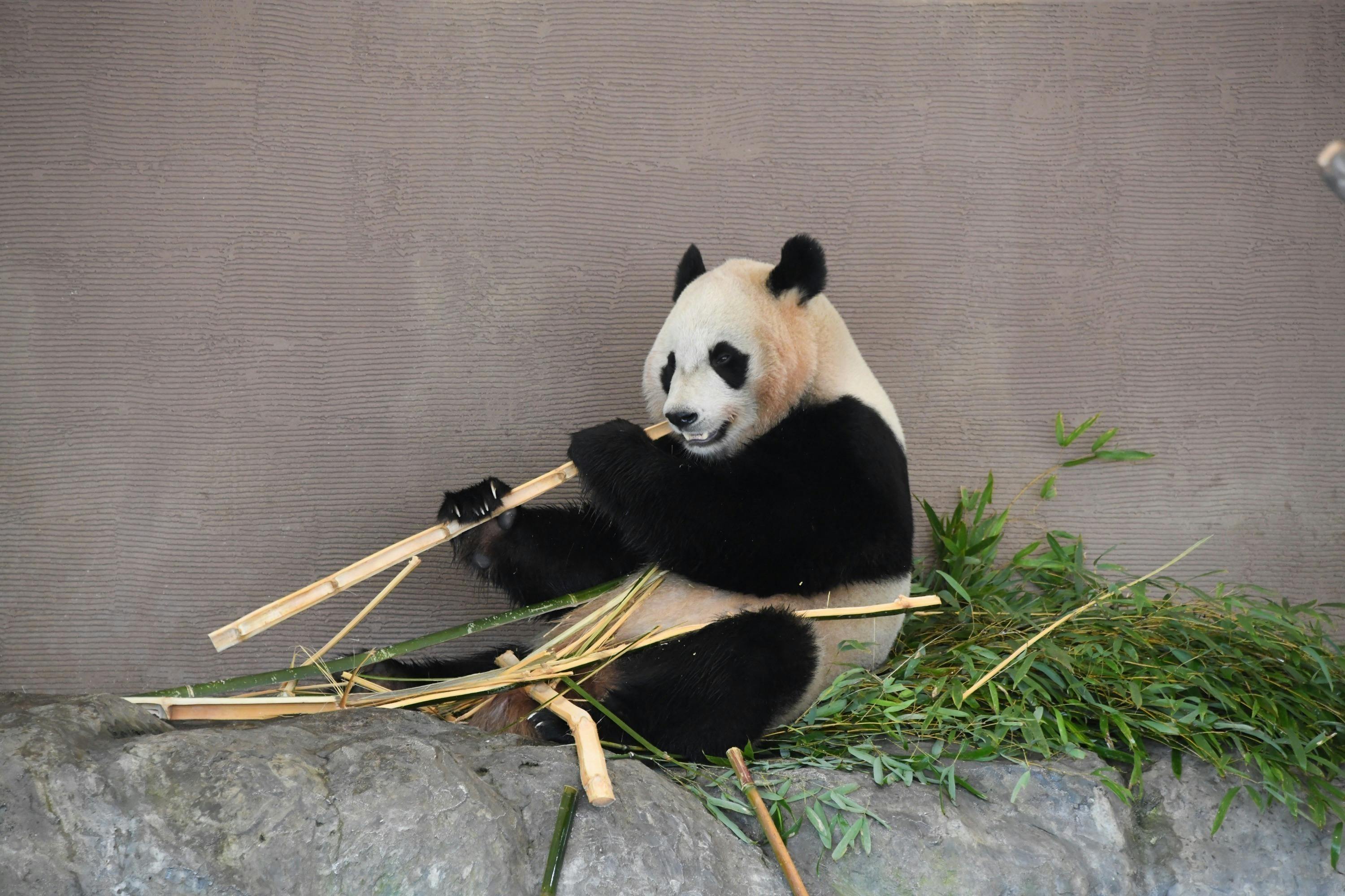 パンダと竹のサンドアートオブジェ パンダと竹のサンドアートオブジェ パンダと竹のサンドアートオブジェ パンダと竹のサンドアートオブジェ