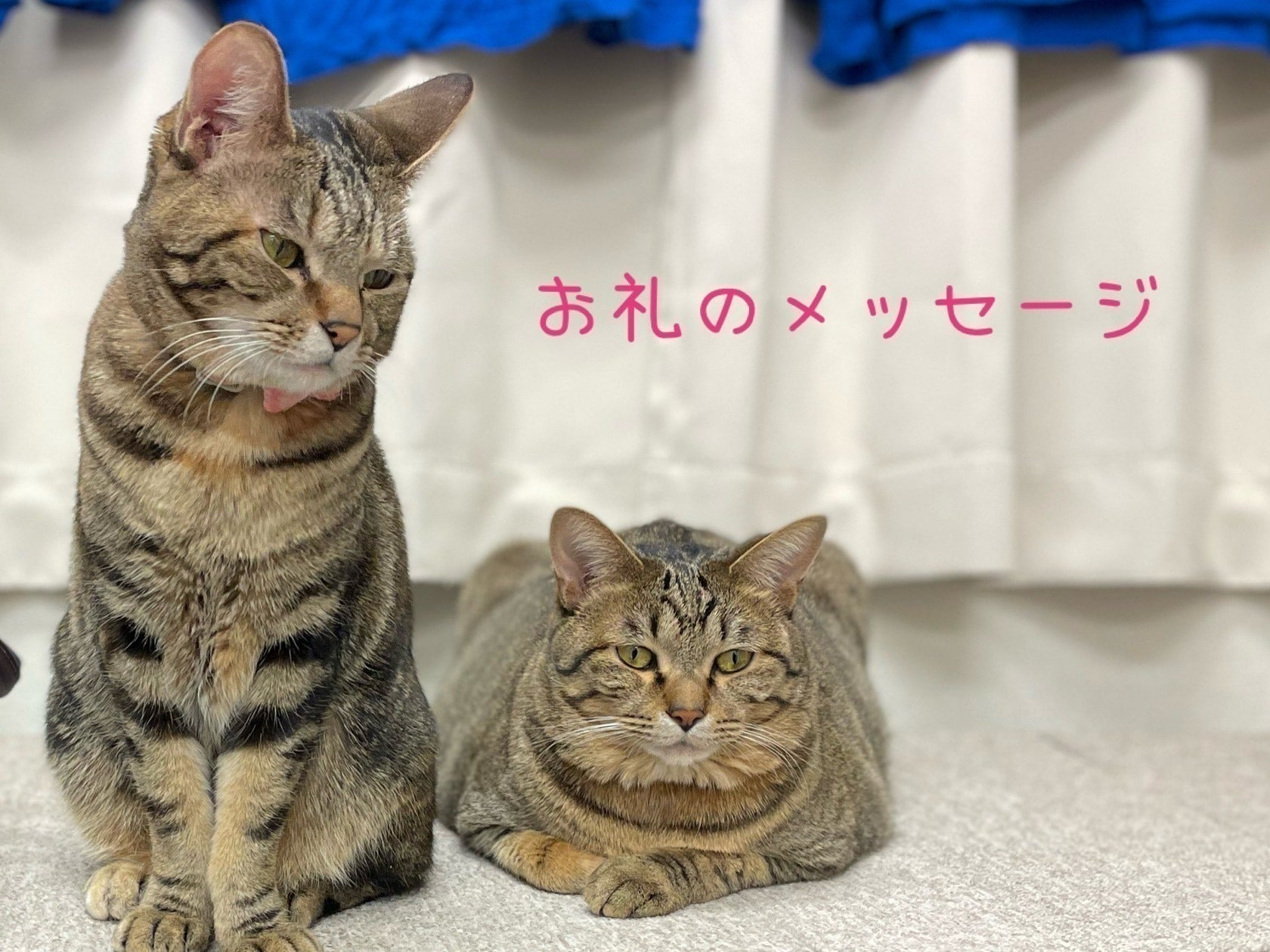 リターン画像