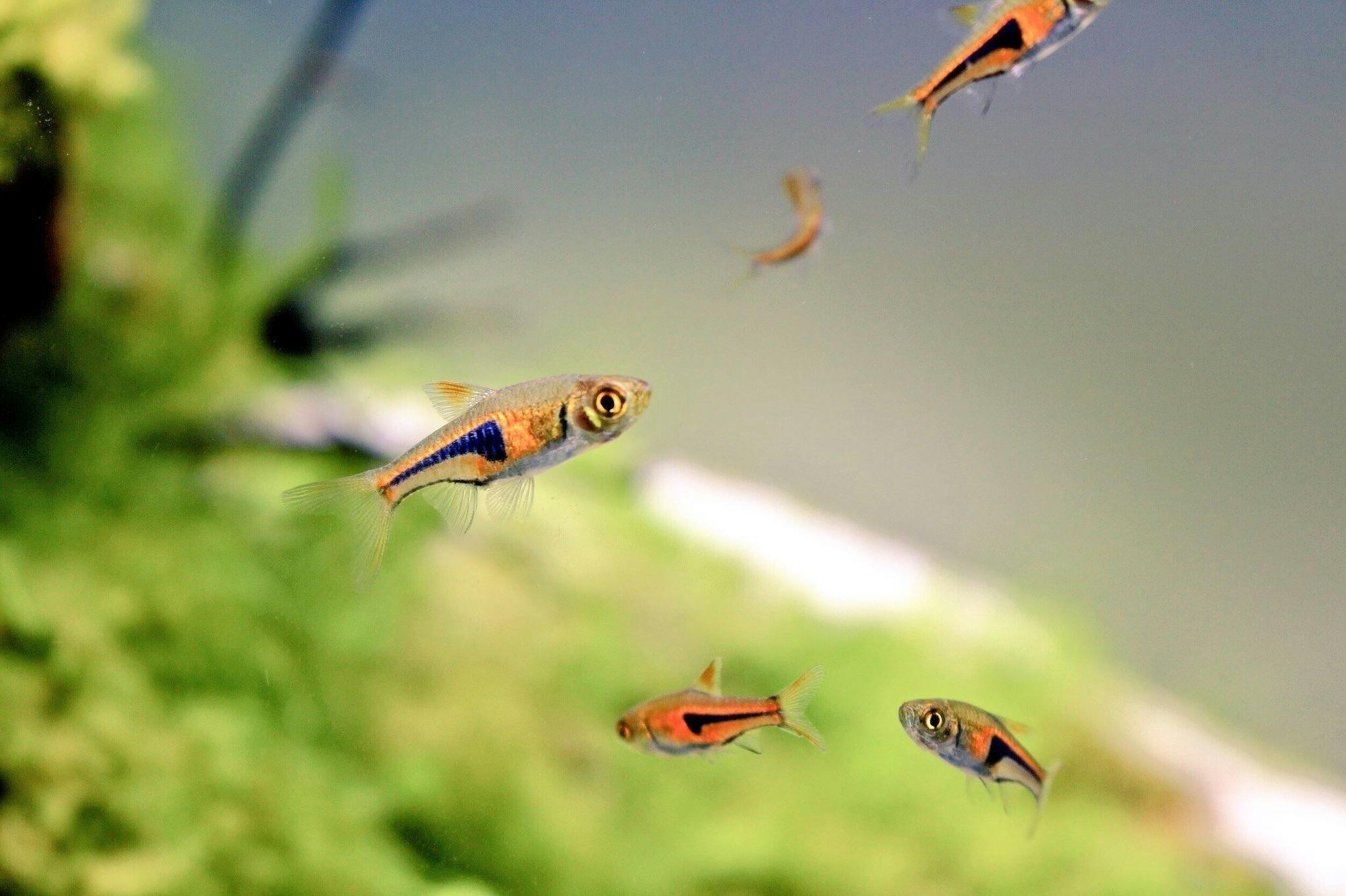 大阪梅田に新たな熱帯魚専門店を Campfire キャンプファイヤー