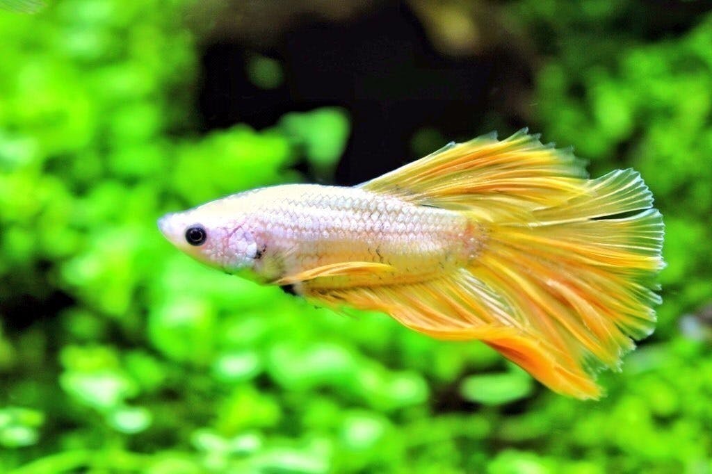 大阪梅田に新たな熱帯魚専門店を Campfire キャンプファイヤー