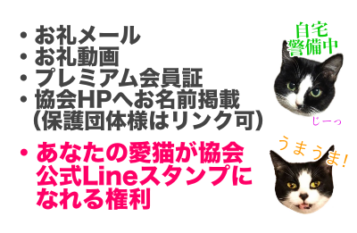 あなたの参加が可愛い猫を救います!保護猫を広める「猫しもべ検定」を