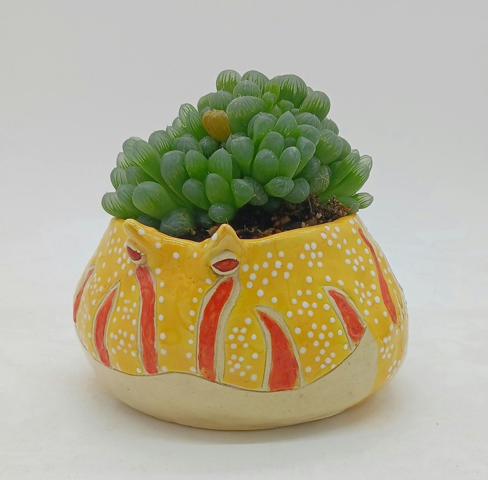 かえる陶房「春雨」です CAMPFIREコミュニティ