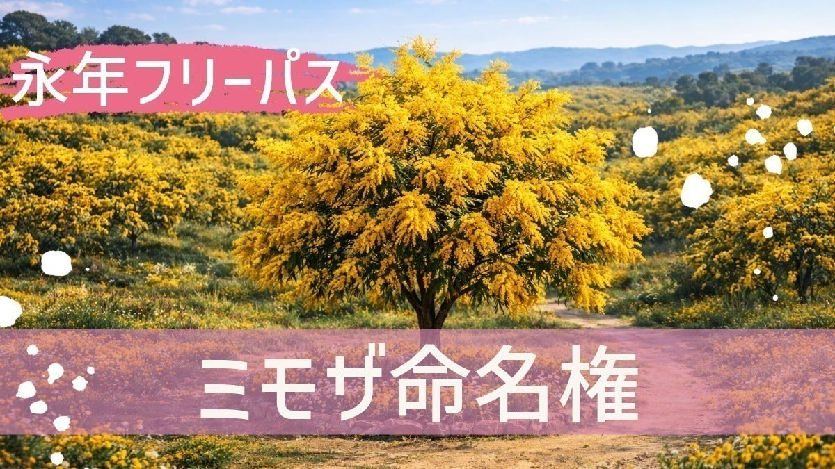 大分に、日本最大規模のミモザ園をつくりたい ！「ミモザ500本