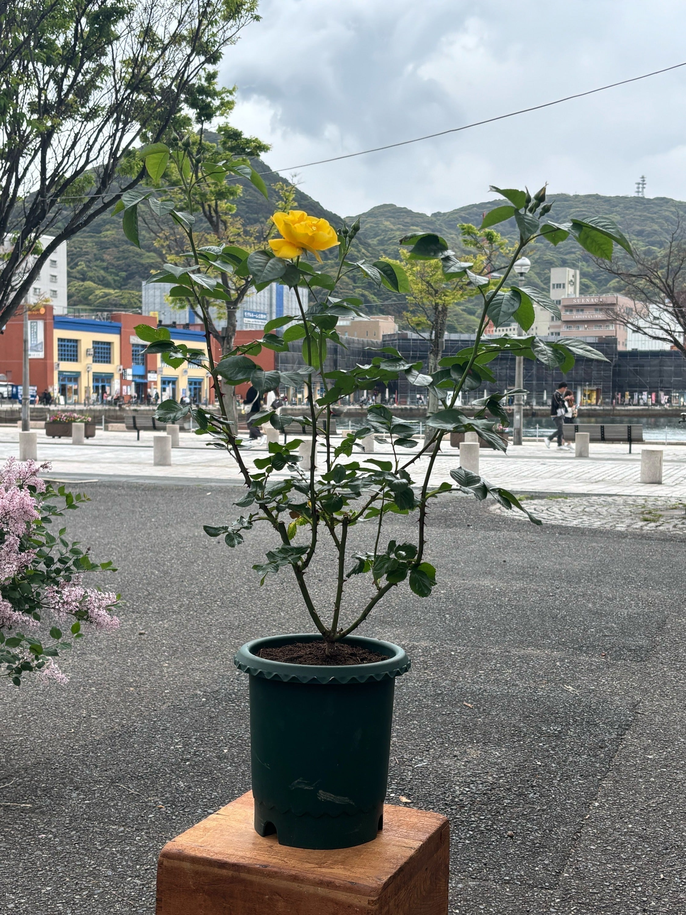 リターン画像