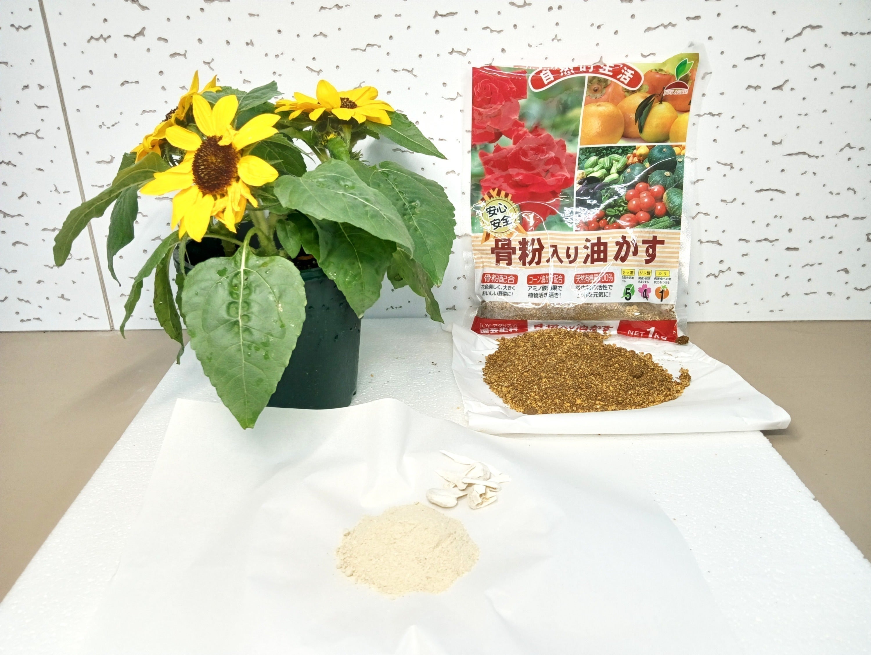 リターン画像