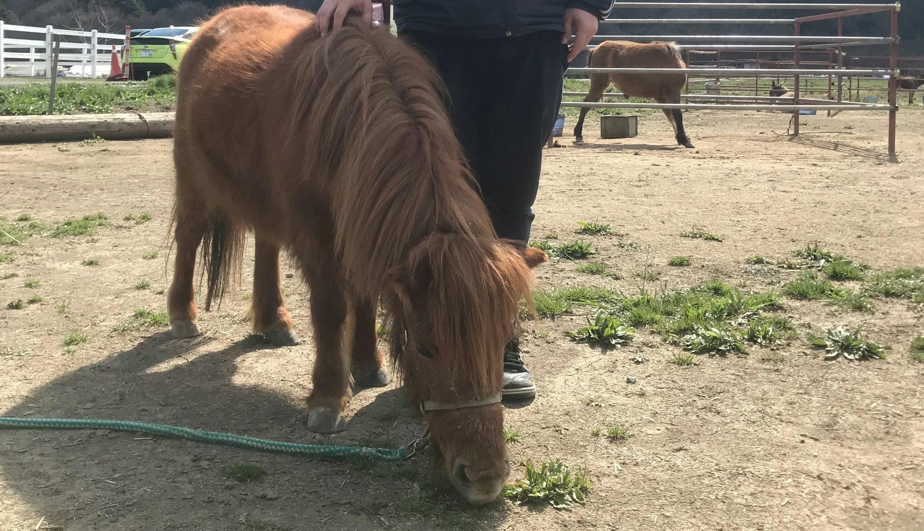 佐島牧場の佐島さまに ポニーの飼い方 選び方 準備することなどについて伺ってきました Campfire キャンプファイヤー