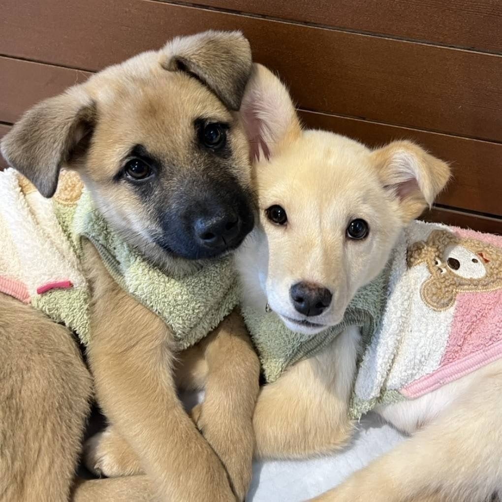 リターン画像