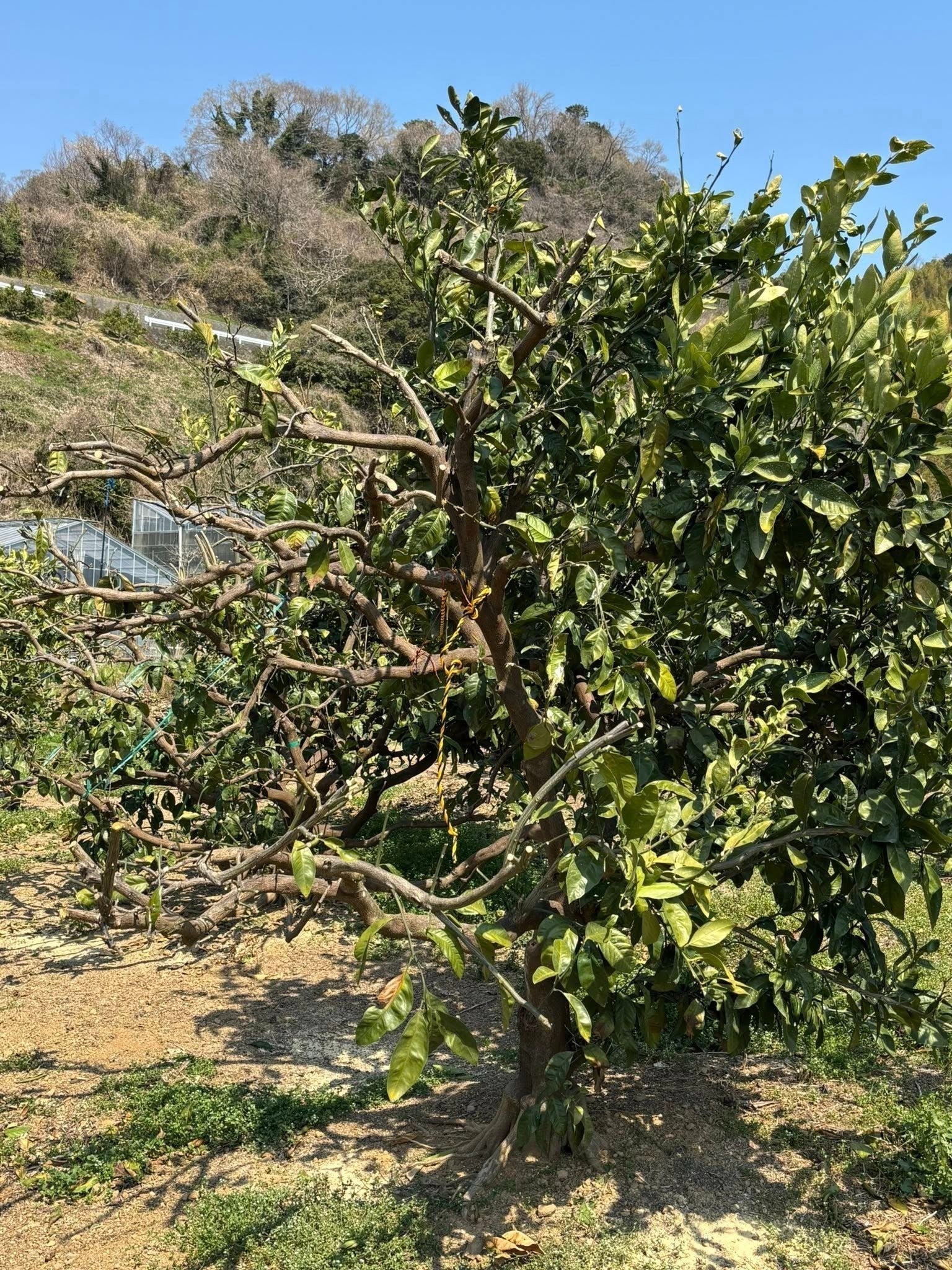 リターン画像