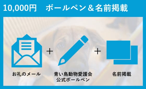 飼い主のいない犬猫にあたたかな家族を 新しいシェルターで殺処分ゼロを目指す Campfire キャンプファイヤー