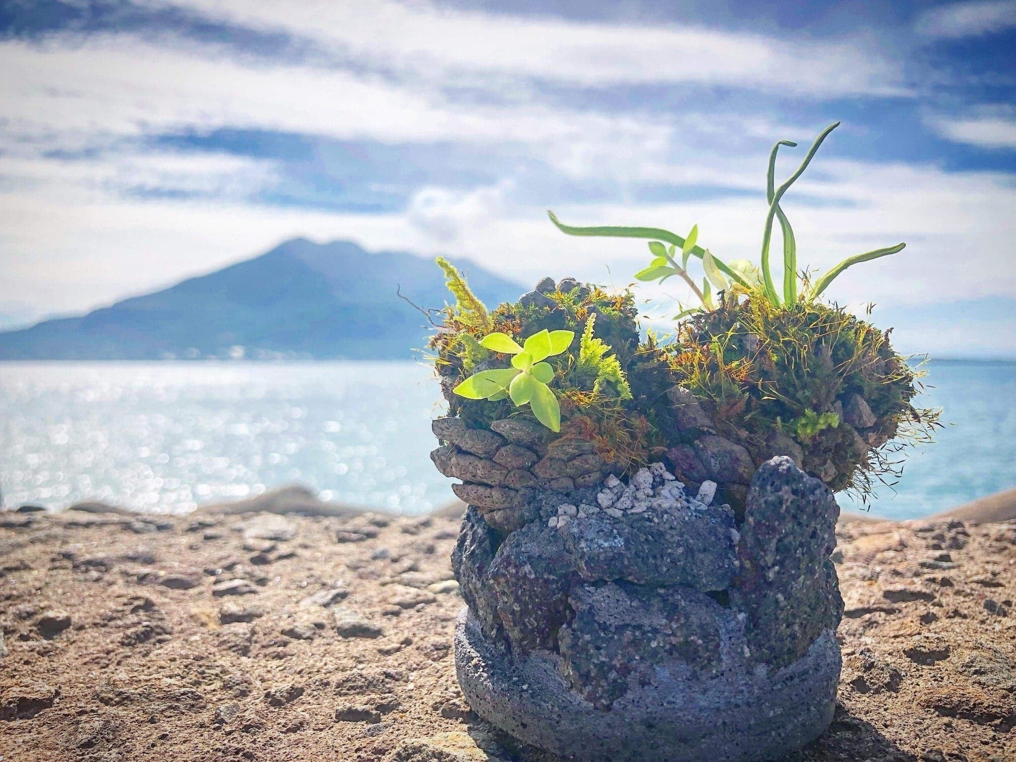 鹿児島県内の就労支援利用者さんがつくる火山の贈り物。 「松びっくり