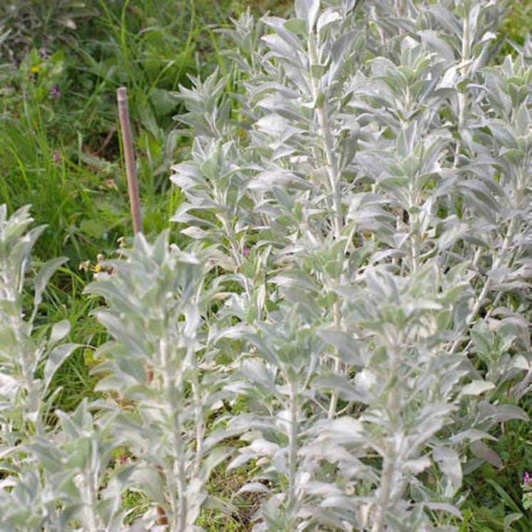 ホワイトセージの 香り がもたらす様々な奇跡 浄化スプレーを皆様へ届けたい へのコメント Campfire キャンプファイヤー