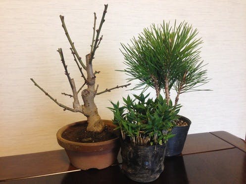 Bonsai Design Grid Bonsai 先行販売 Campfire キャンプファイヤー Bonsai Design Grid Bonsai 先行販売 Campfire キャンプファイヤー