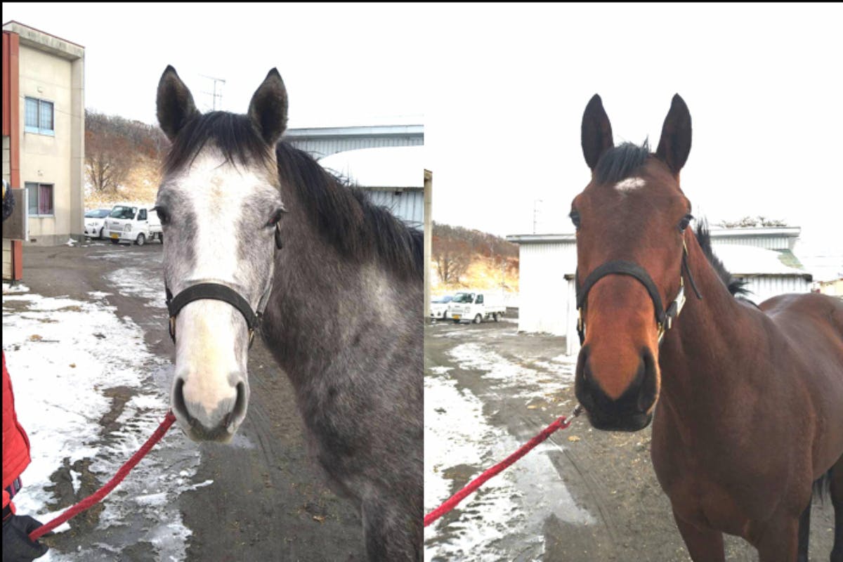 ドリームホース・ファンクラブ〜大好きな国産名馬の血統を種牡馬として後世に残したい