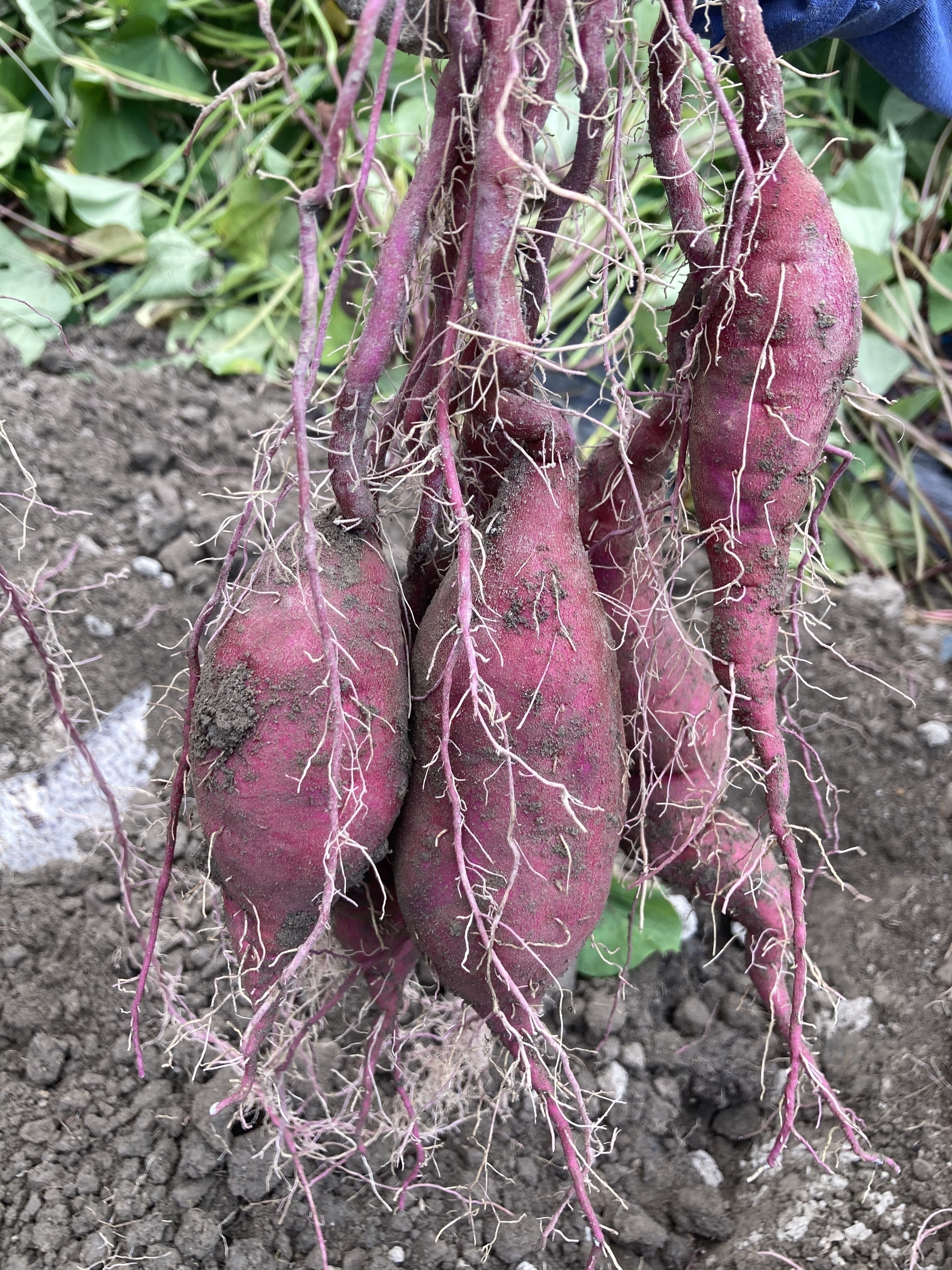 4番目のメイン画像