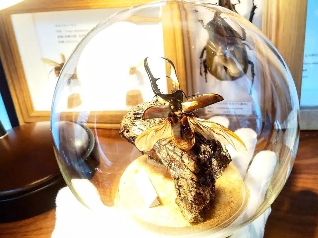 ☆アトラスオオカブト標本箱一式☆ - INSECT ULTIMA 【昆虫標本 ☆アトラスオオカブト標本箱一式☆ - INSECT ULTIMA 【昆虫標本