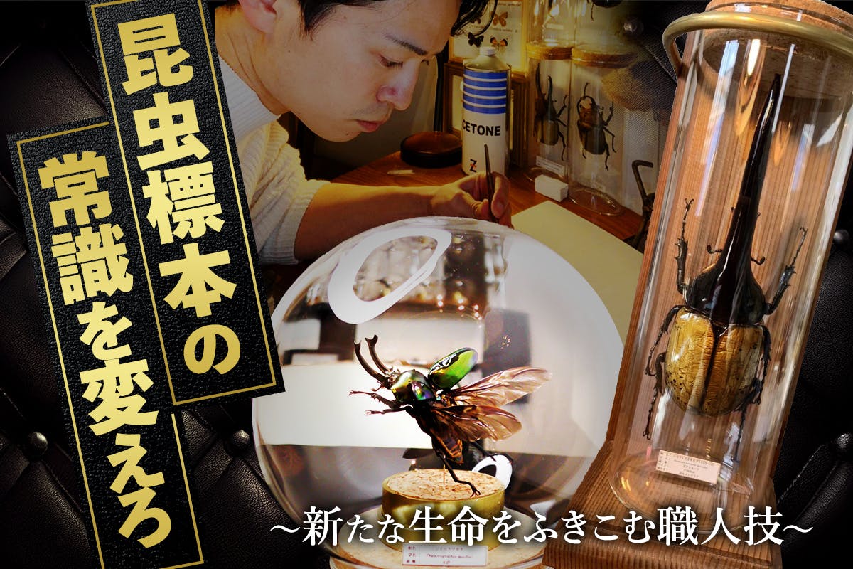 日本発のインテリア昆虫標本を世界中で流行らせたい - CAMPFIRE