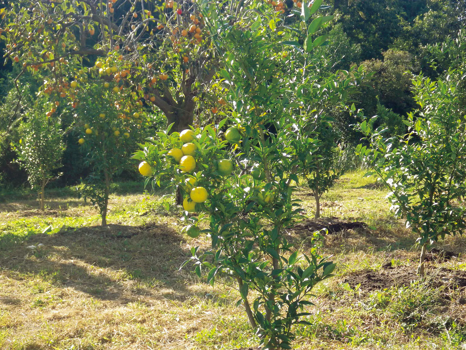 5番目のメイン画像