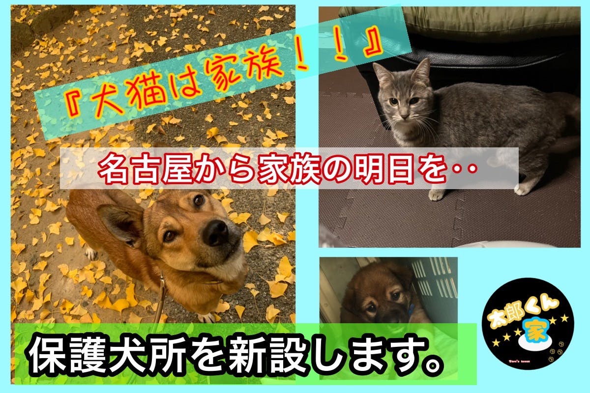ねこねこ様おまとめ専用 17点 通気性抜群な箱とねこ。Excellent Breathable Box and Cats