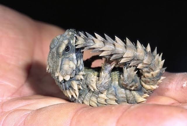 爬虫類・奇虫とたっぷりふれ合える！？カフェがオープン！｜Banana FM