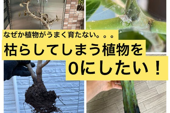 大切な観葉植物を枯らさなくなる！「植物のお医者さん」を日本全国に広めたい！　CAMPFIRE　(キャンプファイヤー)