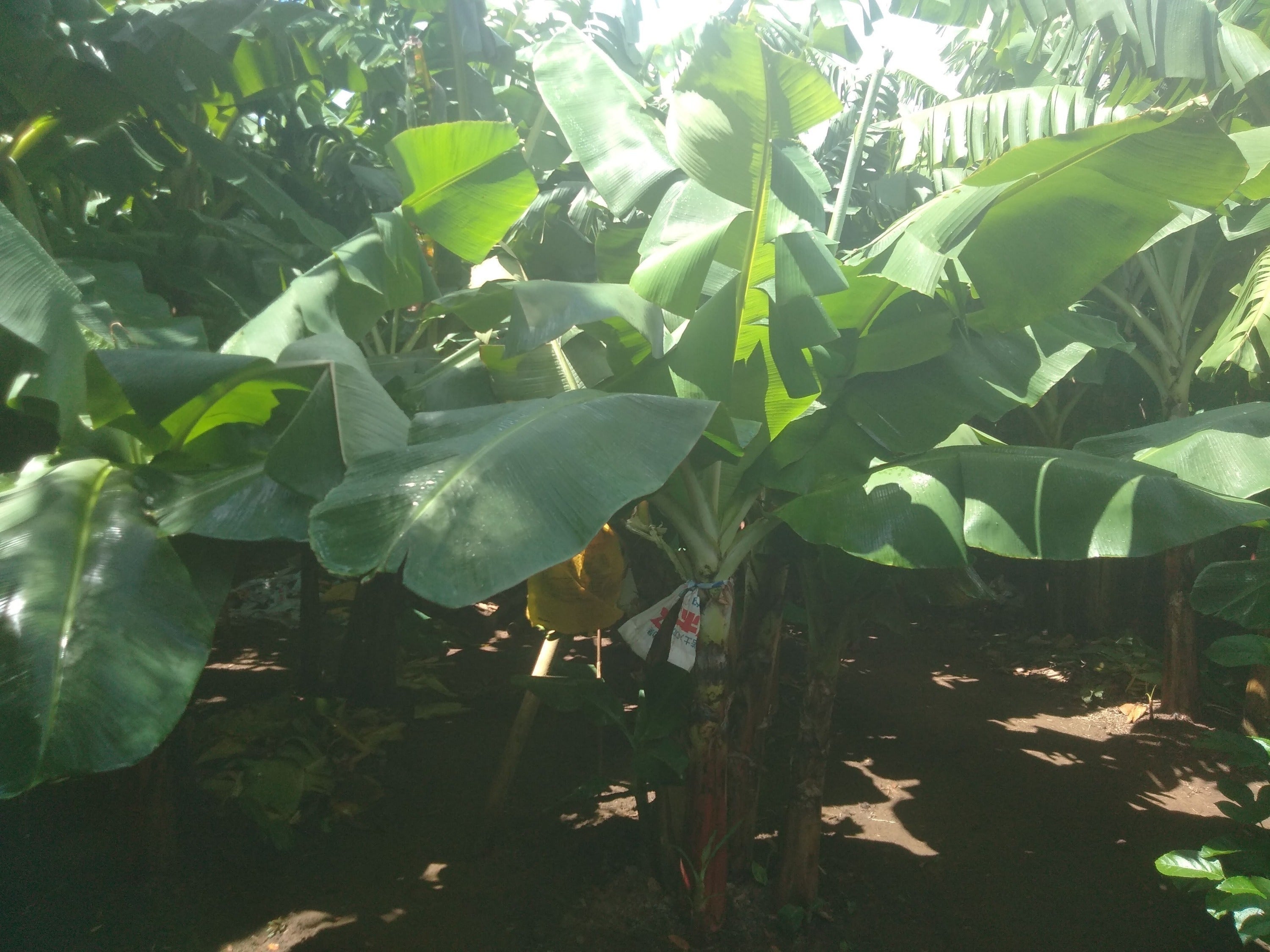 4番目のメイン画像