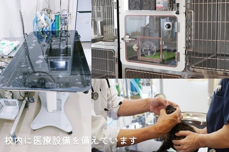 社会問題と向き合う人のクラウドファンディング 猫砂の購入で保護猫施設をご支援ください猫砂の購入で保護猫施設をご支援ください 社会問題と向き合う人のクラウドファンディング