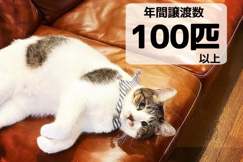 緊急】保護猫カフェのエアコンがついに壊れました CAMPFIRE (キャンプファイヤー) 使用頻度2週間!ペット脱走防止策 保護猫 トライアル