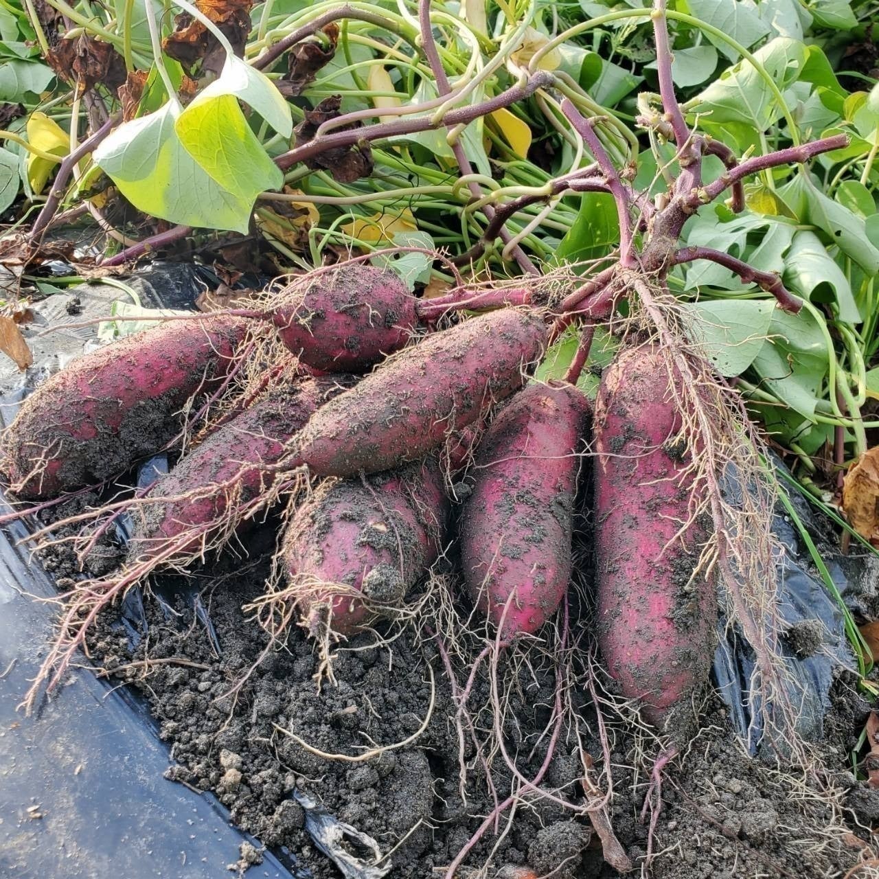 5番目のメイン画像