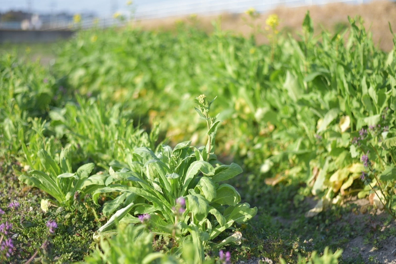 4番目のメイン画像