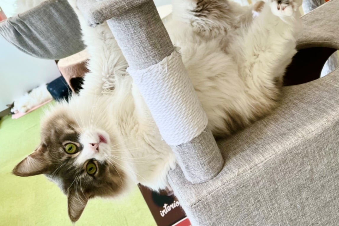 1番目のメイン画像