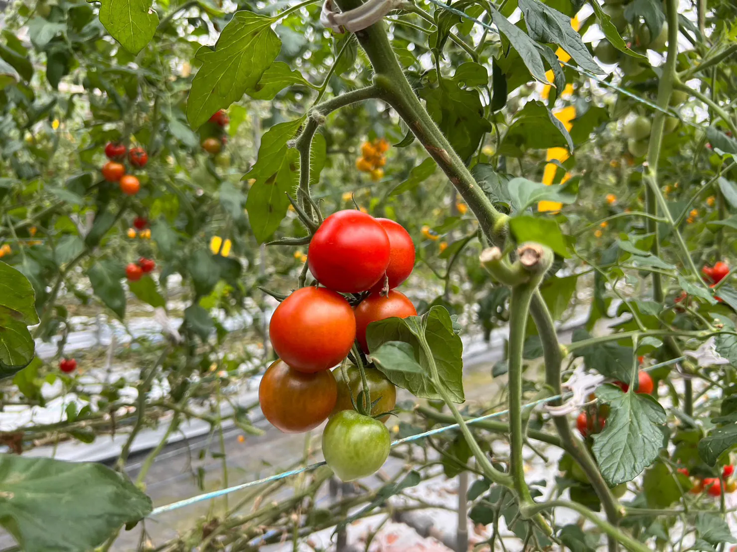 2番目のメイン画像