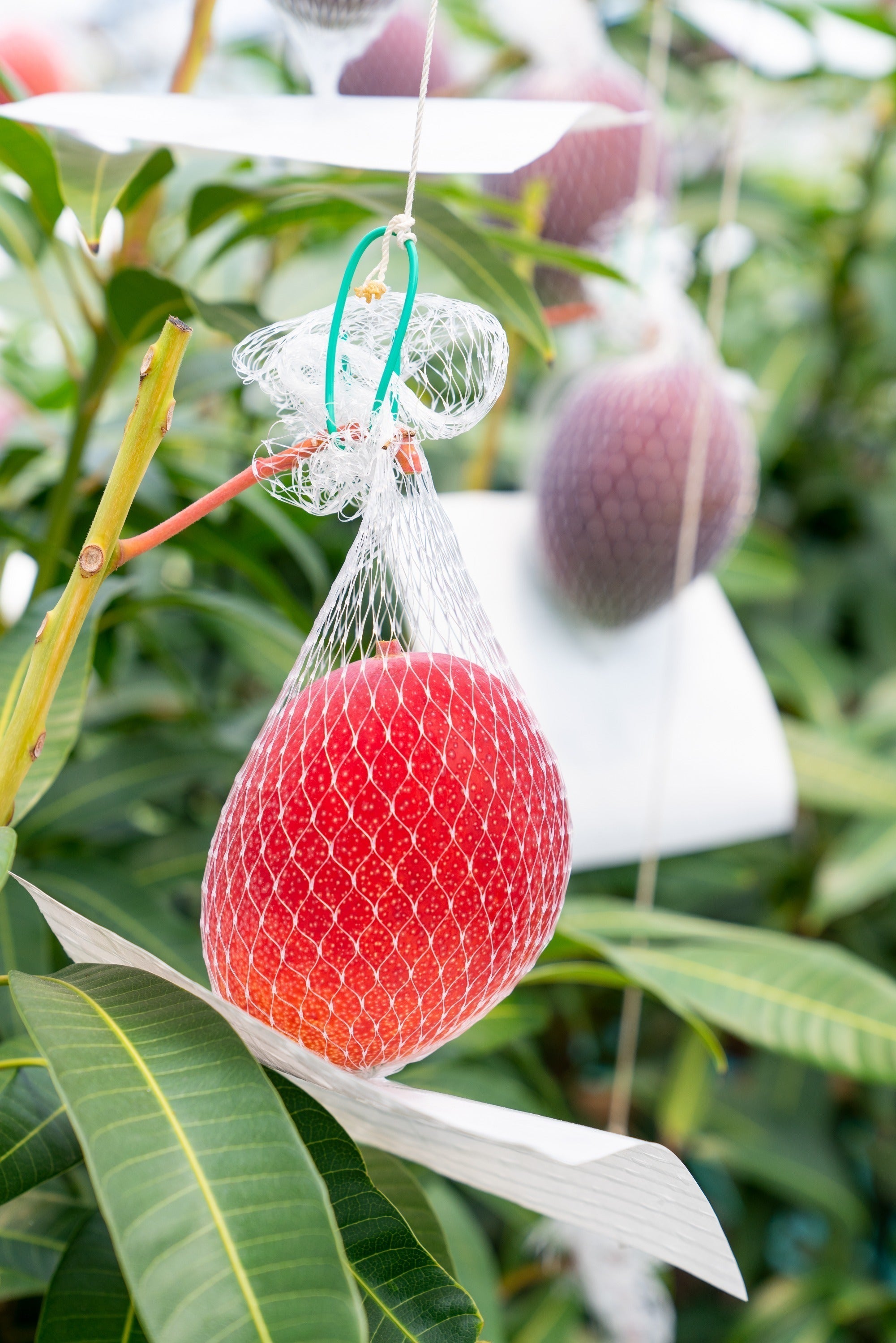 4番目のメイン画像