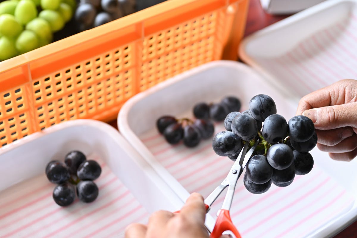 ぶどうの新しい食べ方！ぶどうを食べて、楽しみ、学べる粒ぶどう