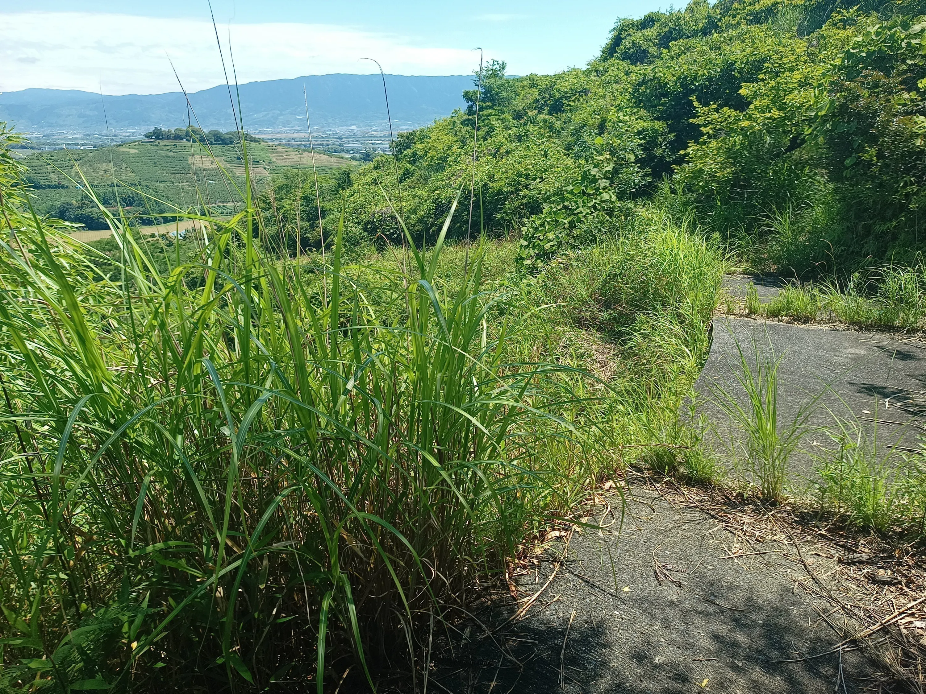 5番目のメイン画像