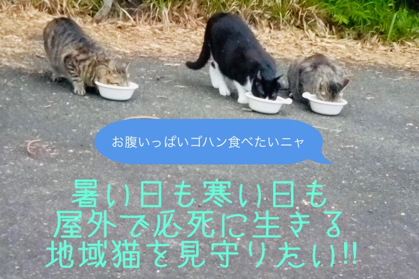 屋外で必死に生きる地域猫を見守り続けるためにご協力をお願いします