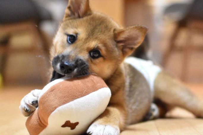 【保護犬猫団体】毛玉のおうちサポーターズ 月額700円~保護犬猫に救いの手を