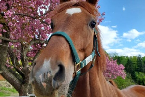 トウカイビアンカの想いを繋げ引退競走馬の命を救おう