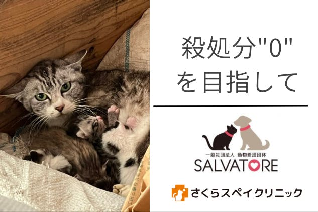 のら猫不妊去勢手術専門病院 さくらスペイクリニック コミュニティ