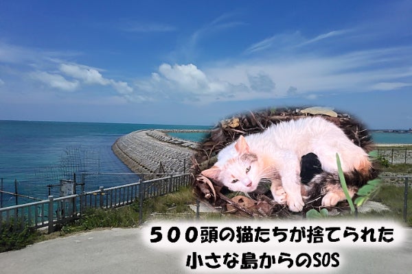 臨月で捨てられ、豪雨の中で出産した猫 - CAMPFIRE (キャンプファイヤー)