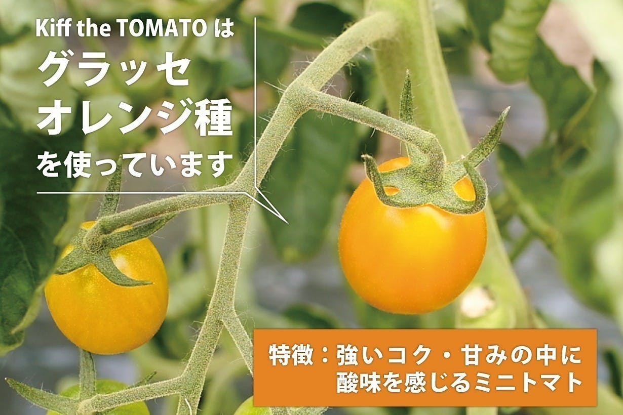 tomato様